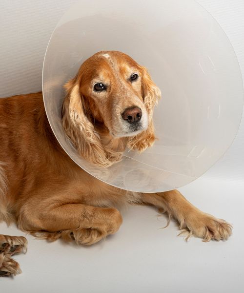 dog after surgery wearing cap
